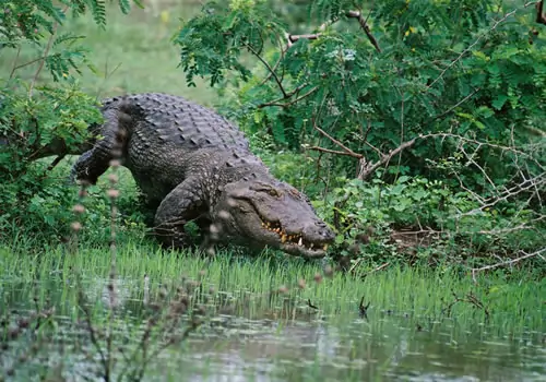Crocodile at Yala